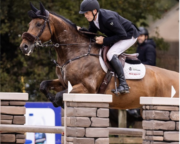 jumper Be Golden 3 (UK Warmblood, 2015, from Golden Hawk)