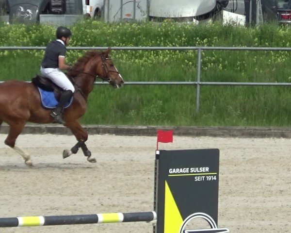 Reitturnier Werdenberg 2025