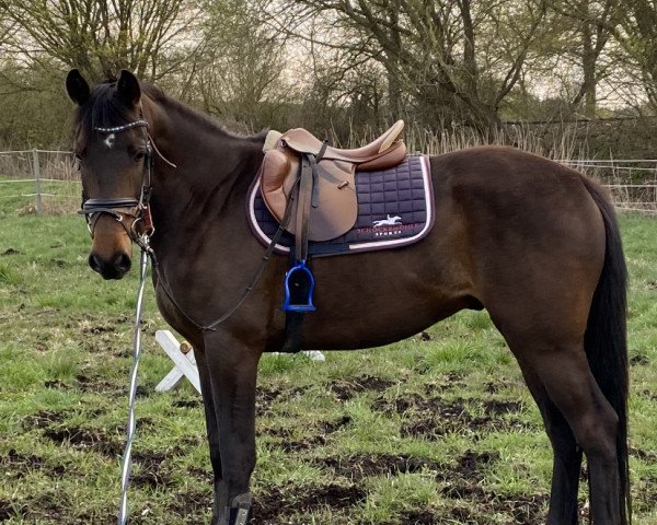 horse Oskar R (Trakehner, 2017, from Fantome d'Abdullah)