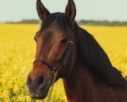 dressage horse La Calima (Cruzado, 2014)