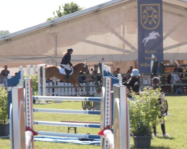 Reitturnier Wilkenburg 2025