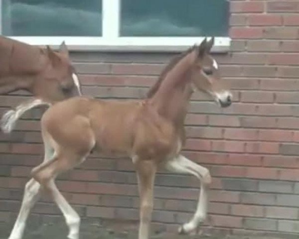 horse Hengst von Floriscount / Faustinus (Oldenburg, 2020, from Fuechtels Floriscount OLD)
