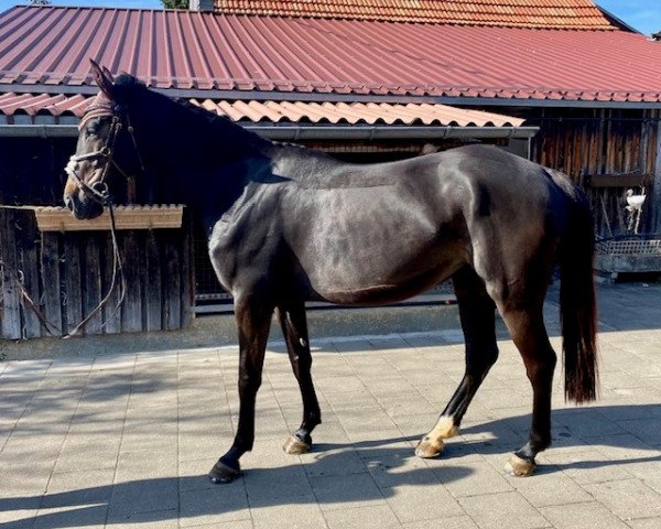 Springpferd Querly Quick Hab Z (Zangersheide Reitpferd, 2016, von Querlybet Hero)