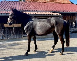 jumper Querly Quick Hab Z (Zangersheide riding horse, 2016, from Querlybet Hero)
