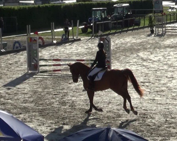 Reitturnier Werdenberg 2025