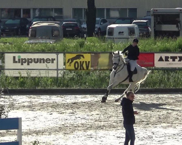 Reitturnier Werdenberg 2025