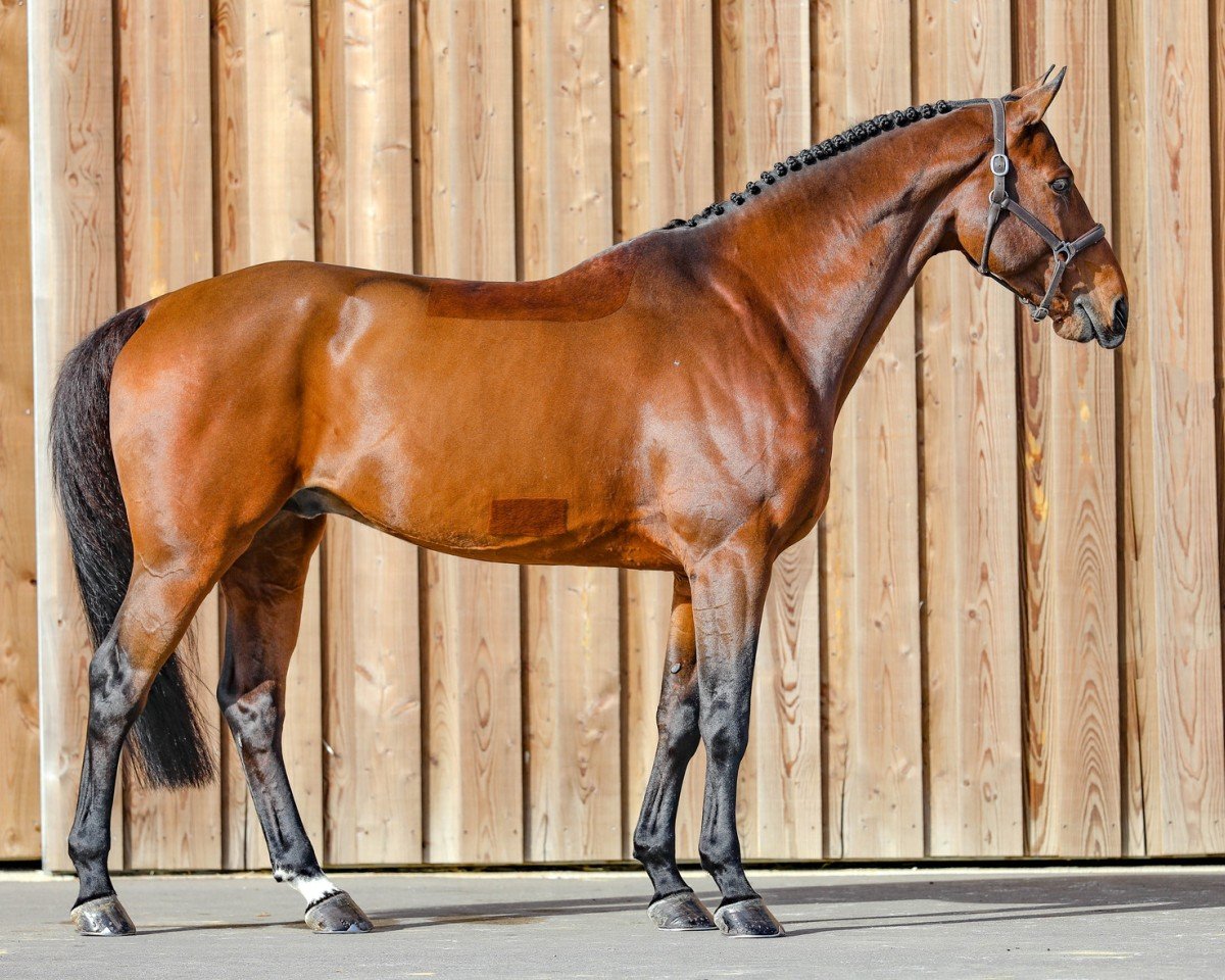 Deckhengst HH Bresil de Riverland (Selle Français, 2011, von Canturano I)