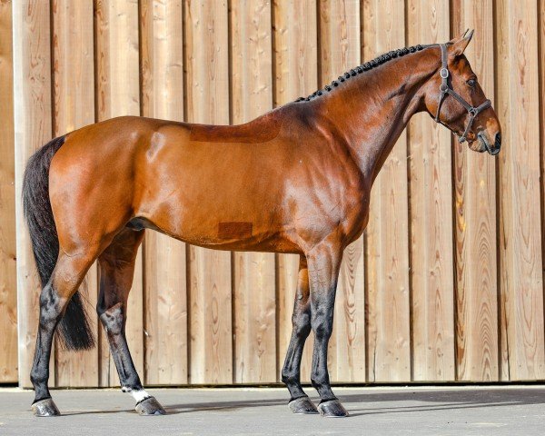 stallion HH Bresil de Riverland (Selle Français, 2011, from Canturano I)