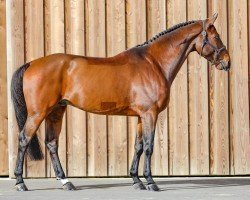 stallion HH Bresil de Riverland (Selle Français, 2011, from Canturano I)