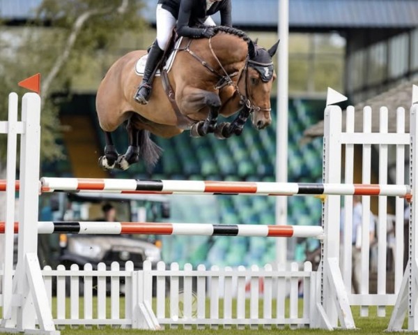 Springpferd Z7 Pink Panther (Anglo Europäisches Sportpferd, 2018, von Cuick Star Kervec)