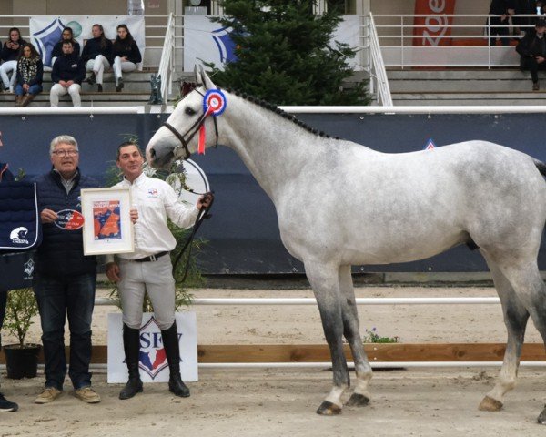 horse Joris des Monceaux (Selle Français, 2019, from Untouchable)