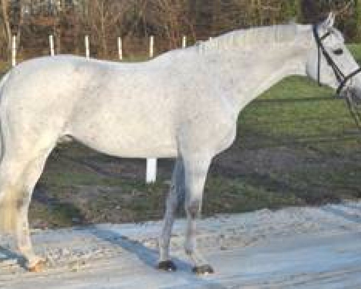 Ogier kryjący Orient du Py (Anglo-Arab, 2002, od Quatar de Plape AA)