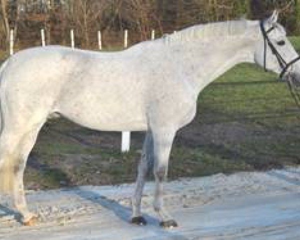 Deckhengst Orient du Py (Anglo-Araber, 2002, von Quatar de Plape AA)