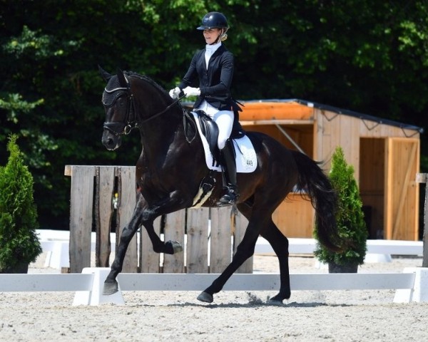 Dressurpferd Don Donier (Oldenburger, 2020, von Donier)
