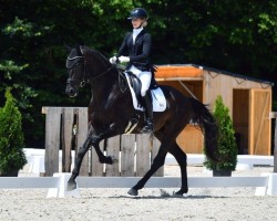 Dressurpferd Don Donier (Oldenburger, 2020, von Donier)