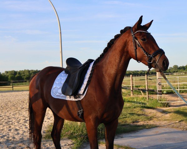 broodmare Gracy L (Hanoverian, 2022, from Galaxy)
