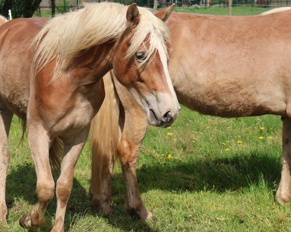 horse Stormy L ( 11.620% ox) (Edelbluthaflinger, 2023, from Starino (9,19% ox))
