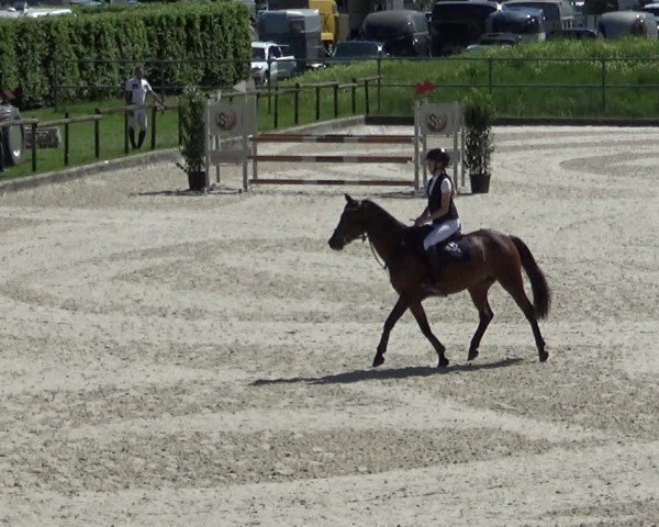Reitturnier Werdenberg 2025