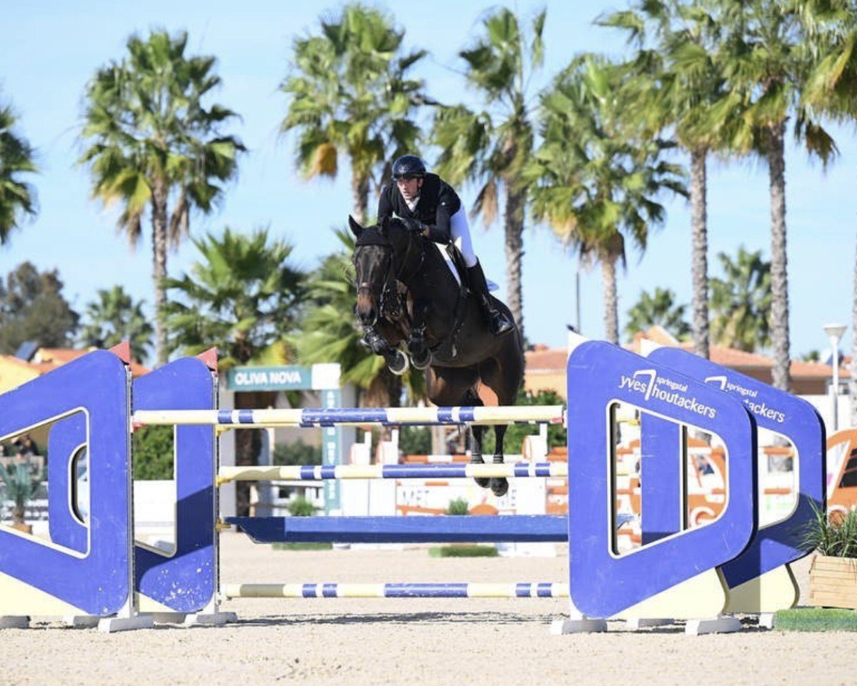 Cavallo da salto Fenneh (KWPN (Warmblood olandese), 2010, di Verdi)