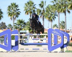 jumper Fenneh (KWPN (Royal Dutch Sporthorse), 2010, from Verdi)