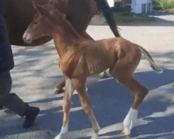 foal by Altair (Trakehner, 2025, from Lombardi)