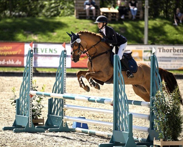 jumper Carino 672 (German Riding Pony, 2015, from Kastanienhof Cockney Cracker)