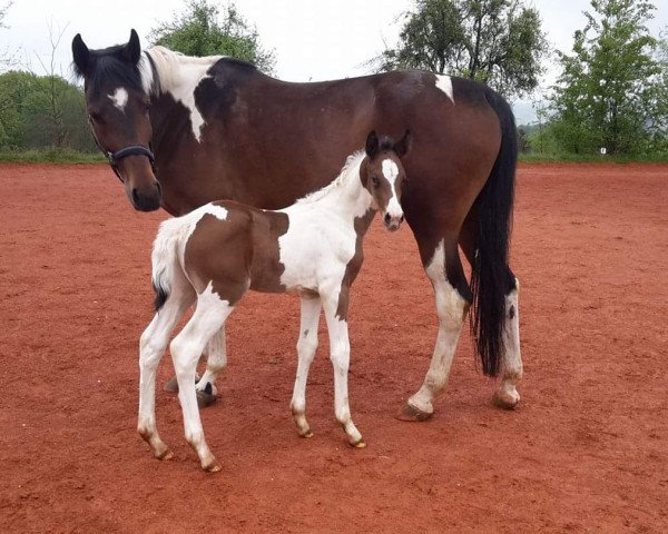 broodmare Romania S (Polish Warmblood, 2007, from Landjonker S)