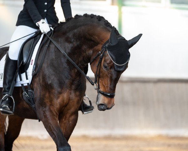 dressage horse Magnolie (Hanoverian, 2016, from E.H. Millennium)