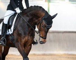 dressage horse Magnolie (Hanoverian, 2016, from E.H. Millennium)