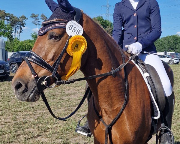 dressage horse Perres Farina (German Riding Pony, 2005, from Folklore)