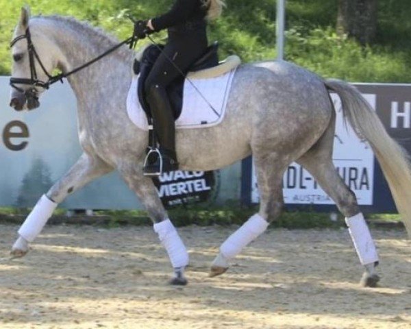 horse Fh Cracks Al (German Riding Pony, 2015)