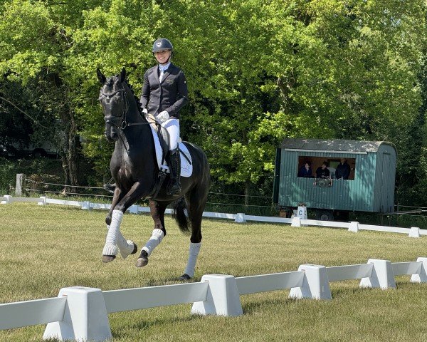 horse D'Anissa (Hanoverian, 2020)