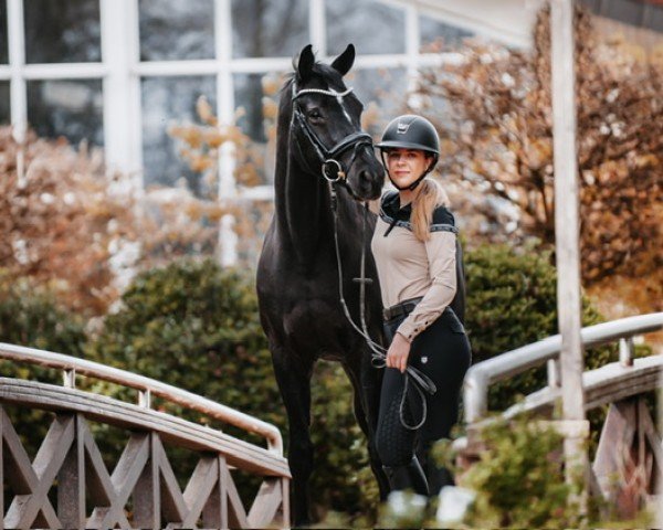 dressage horse Stanley 199 (Hanoverian, 2009, from Sarkozy 3)
