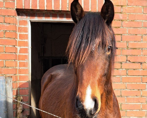 horse Middle of the Night (Holsteiner, 2022, from Maxim - N)