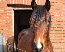 Pferd Middle of the Night (Holsteiner, 2022, von Maxim - N)