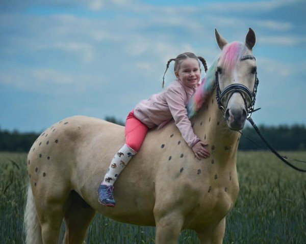 dressage horse Kalimba da Luna (German Riding Pony, 2017, from King of Heart's) dressage horse Kalimba da Luna (German Riding Pony, 2017, from King of Heart's)