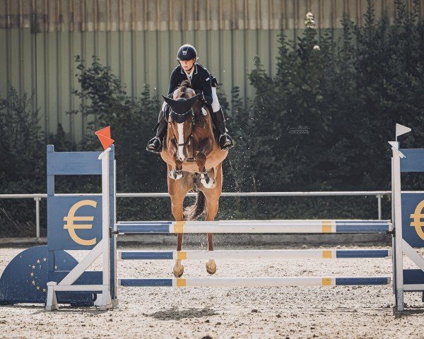 Springpferd Babalouna (Hannoveraner, 2018, von Brantzau)