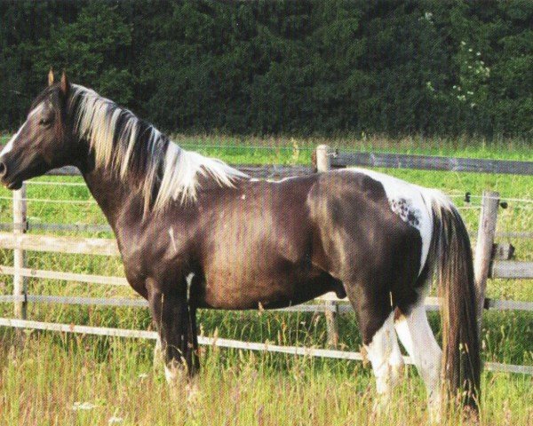 Pferd BMS Docs Indianhunter (Paint Horse, 2010, von Doc O Mount)