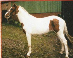 jumper Aragorn (KWPN (Royal Dutch Sporthorse), 1999, from Agnus Dei)