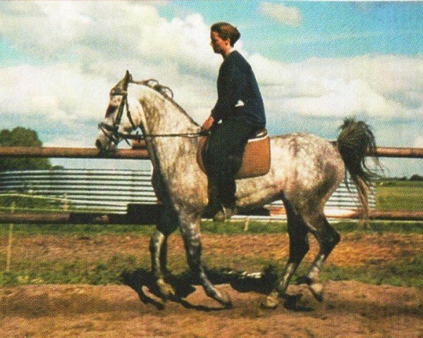 horse Mahis (Shagya Arabian, 1994, from Mistral)