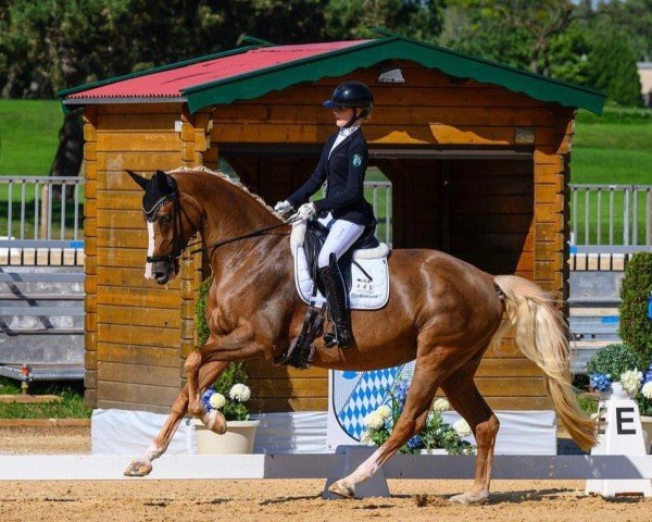 Dressurpferd Golden Girl 179 (KWPN (Niederländisches Warmblut), 2011, von Uphill)