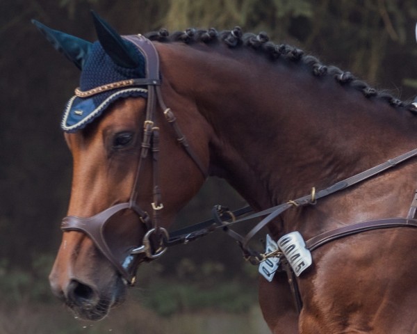 jumper Diazine (Oldenburg show jumper, 2019, from Zinedine)