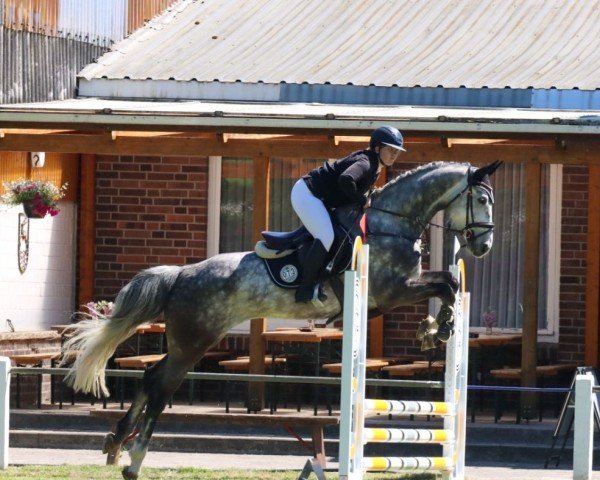 Springpferd Count on Casper (Deutsches Sportpferd, 2020)