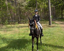 dressage horse Nikita Nova (German Riding Pony, 2014, from Nutrix)