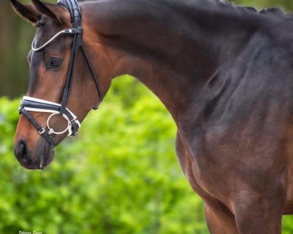 Pferd Noblesse Oblige (Deutsches Sportpferd, 2019, von Farewell III)