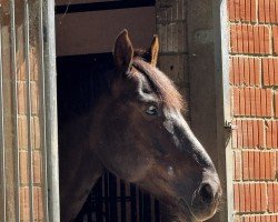 jumper Kassino Dw Z (Zangersheide riding horse, 2015, from Kannan)