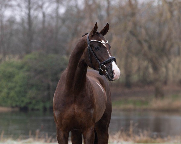 stallion Bronzite (Hanoverian, 2022, from Bonds)