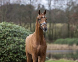 stallion Daan G (Hanoverian, 2022, from Donkey Boss)