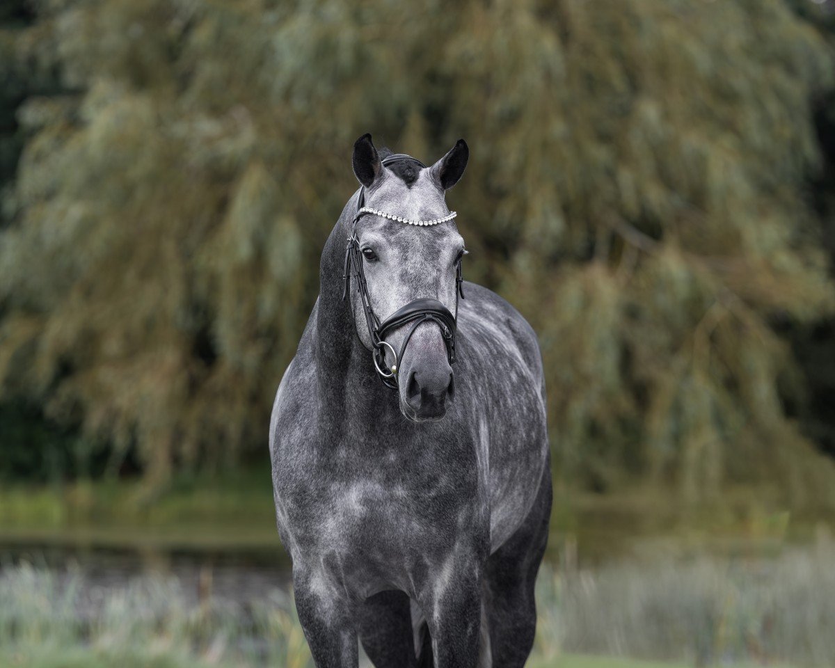stallion Proud James (KWPN (Royal Dutch Sporthorse), 2020, from Jameson RS2)
