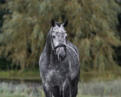 Deckhengst Proud James (KWPN (Niederländisches Warmblut), 2020, von Jameson RS2)